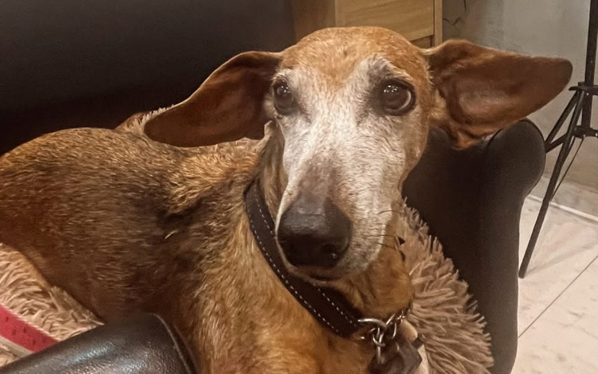 Xena já é uma cadela idosa. Ela foi agredida por um passeador de cães, mas está bem e se recupera em casa - Rede Social