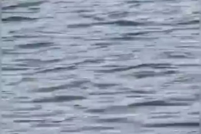 Pinguim é visto nadando no Canal do Itajuru em Cabo Frio