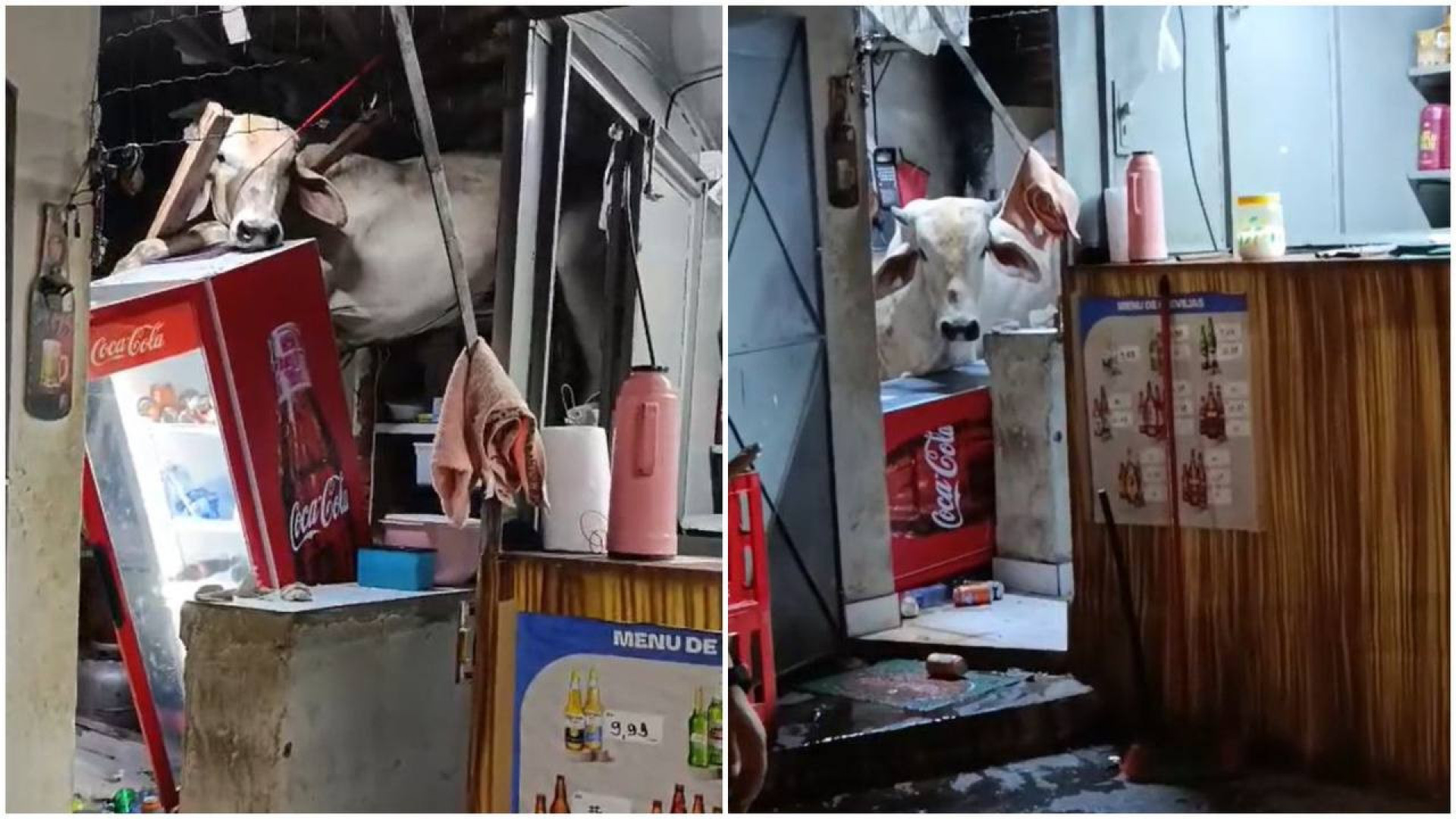 Vaca cai em telhado de bar no interior do Cear&aacute;