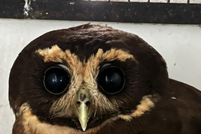 ASAS celebra marco de 4 mil animais devolvidos à natureza