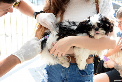 Barra Mansa amplia vacinação antirrábica nos distritos rurais
