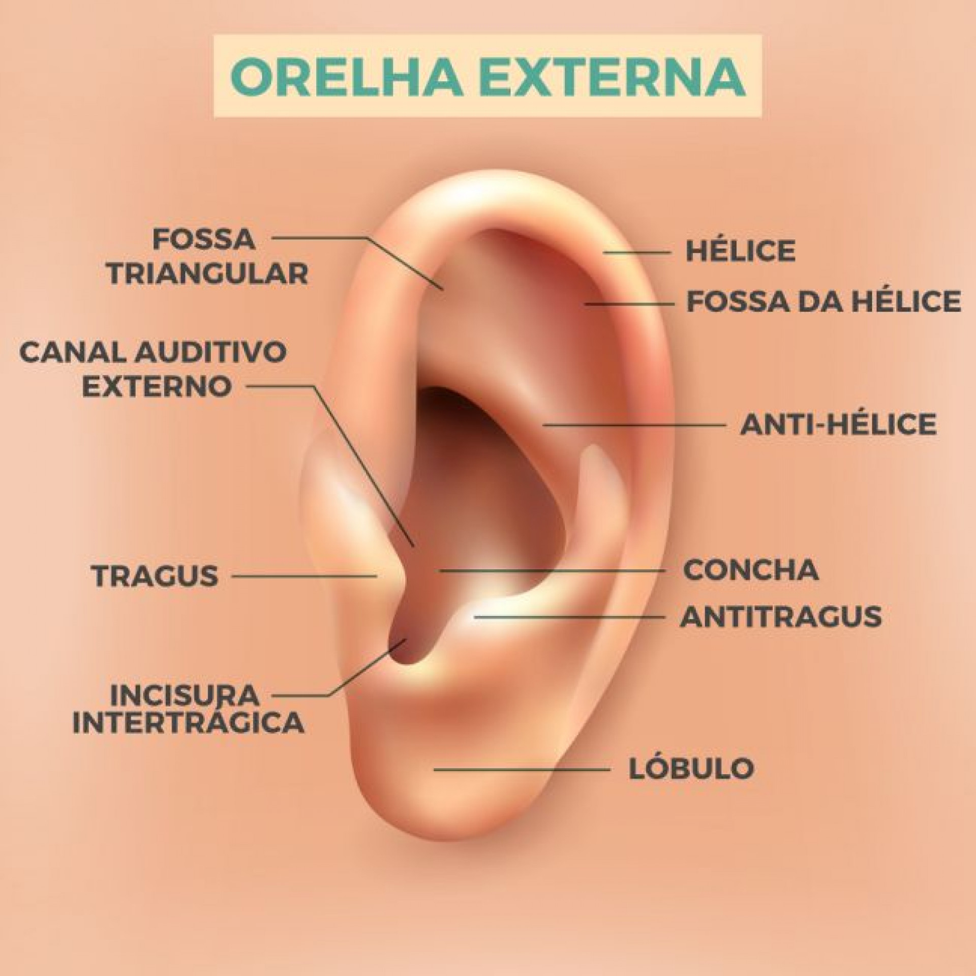 Anatomia de uma orelha - Reprodu&ccedil;&atilde;o/Internet