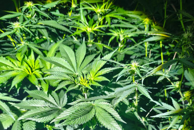 PM apreende 11 pés de maconha dentro de imóvel em Volta Redonda