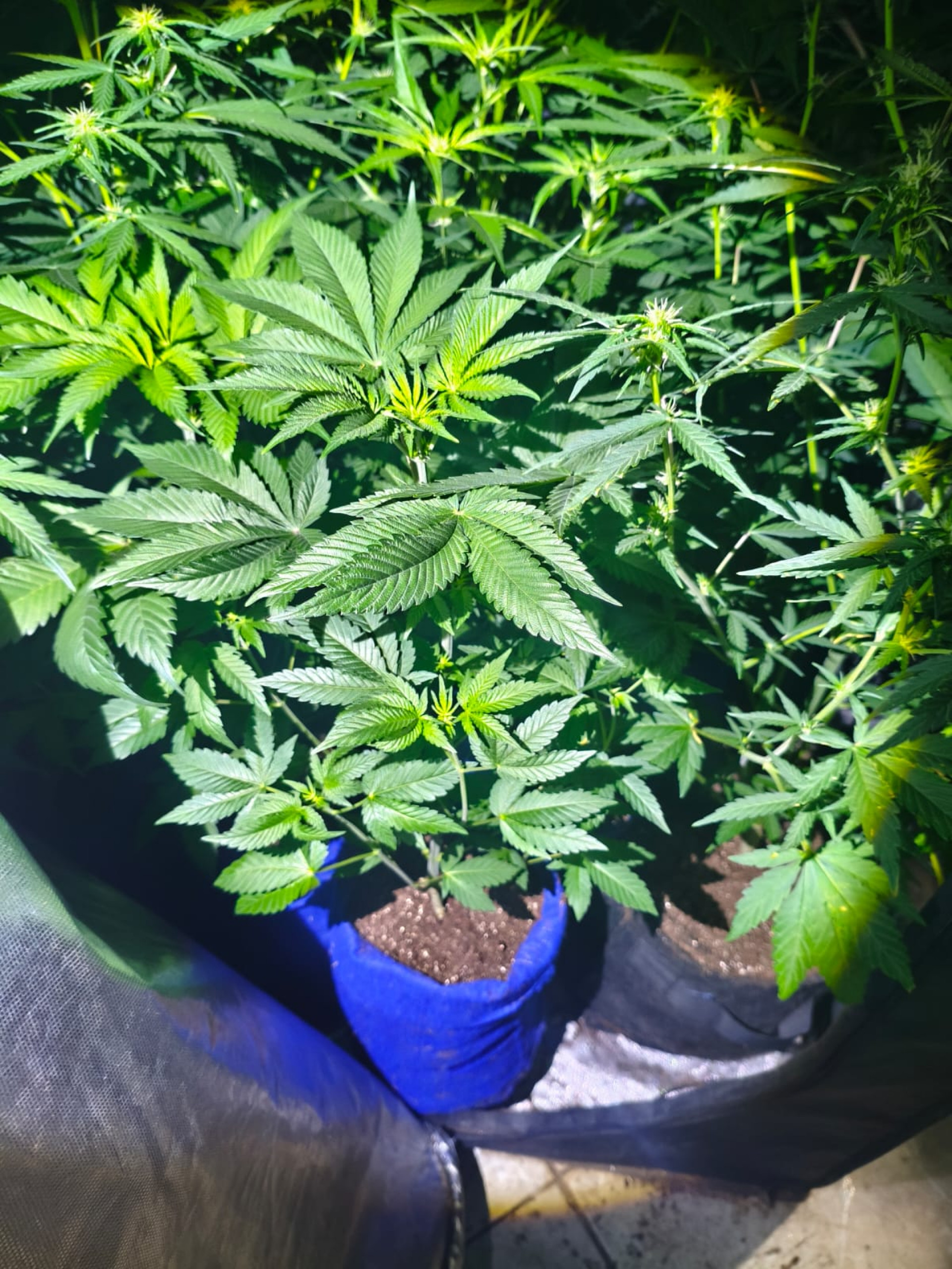 Pés de maconha apreendidos tinham 50 cm de altura - Divulgação / PMERJ