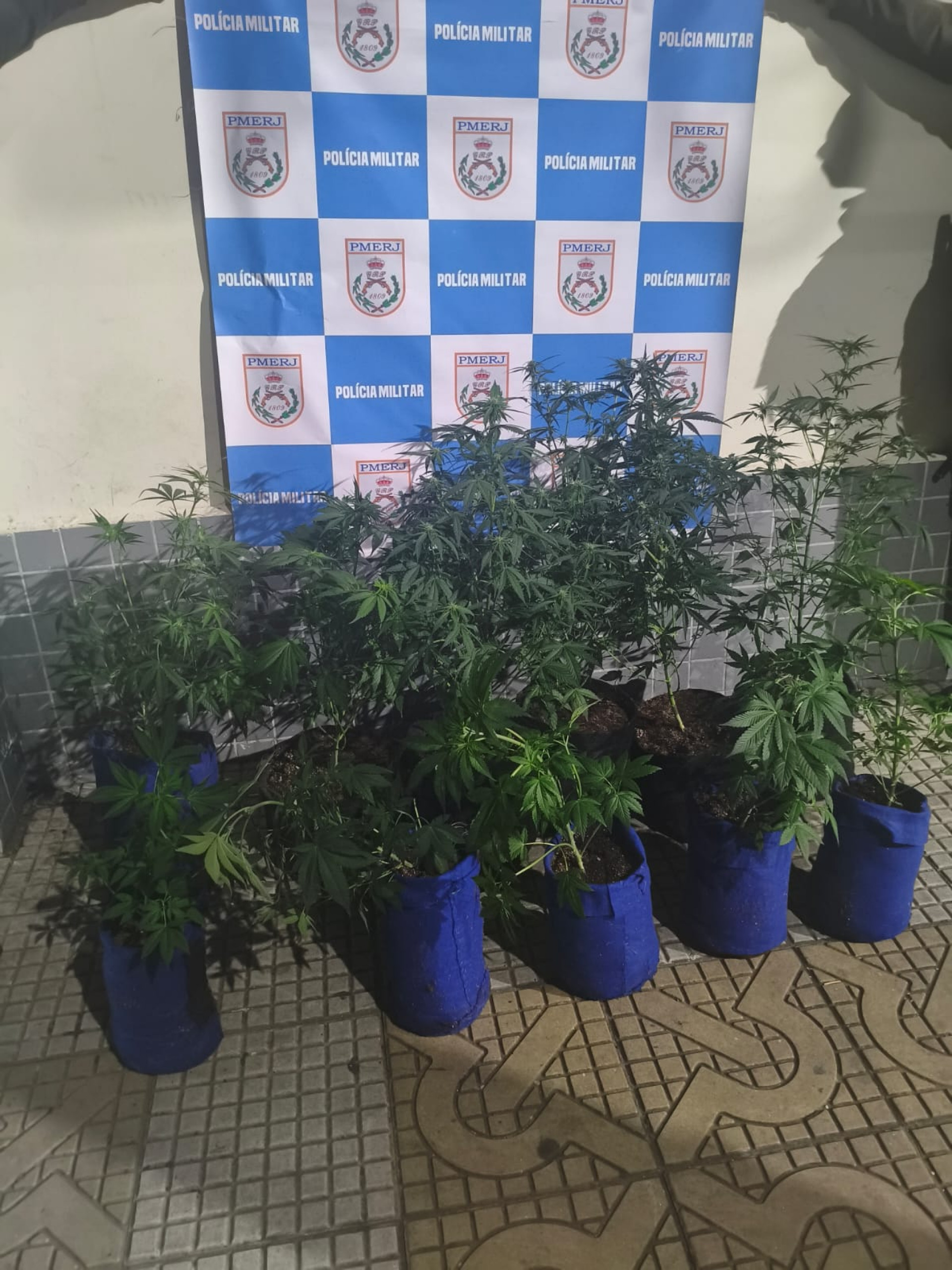 Onze pés de maconha foram apreendidos - Divulgação / PMERJ