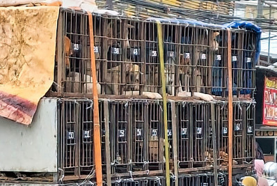 Proibição da carne de cachorro gera controvérsia na Indonésia