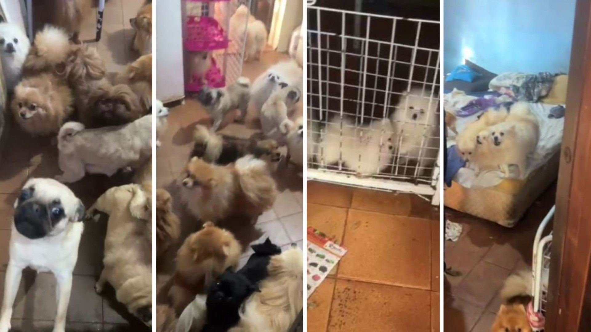 Caso foi registrado como abuso de animais