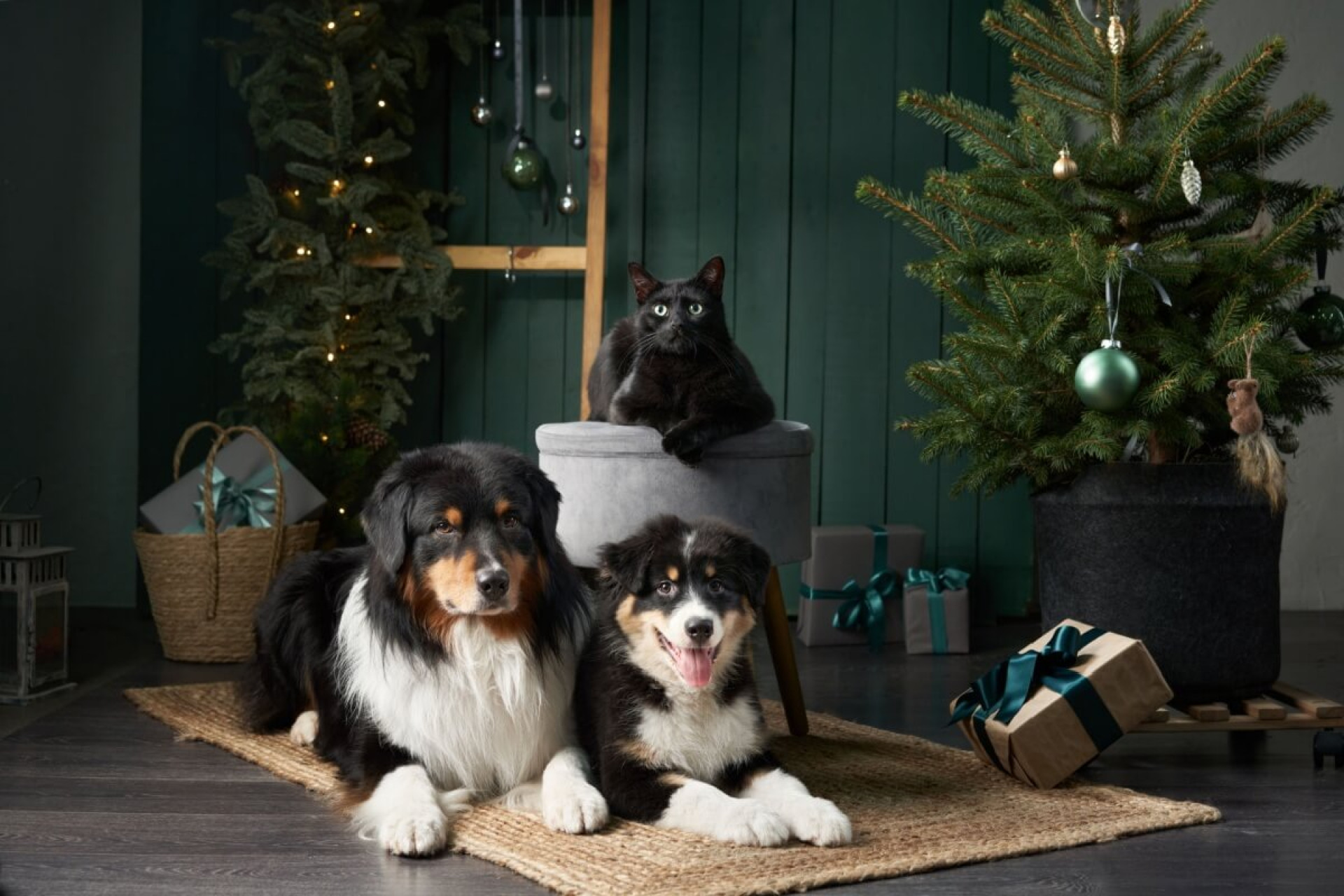 Alguns cuidados ajudam a tornar a decora&ccedil;&atilde;o de Natal segura para os pets (Imagem: Anna Averianova | Shutterstock)
