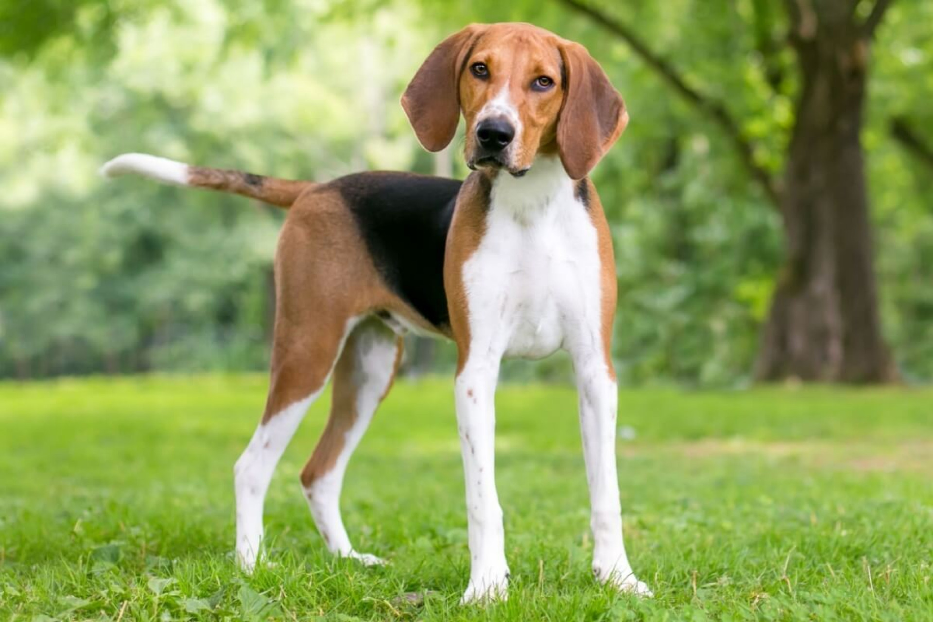 O foxhound americano pode ser um &oacute;timo companheiro para tutores ativos e que apreciam atividades ao ar livre (Imagem: Mary Swift | Shutterstock)