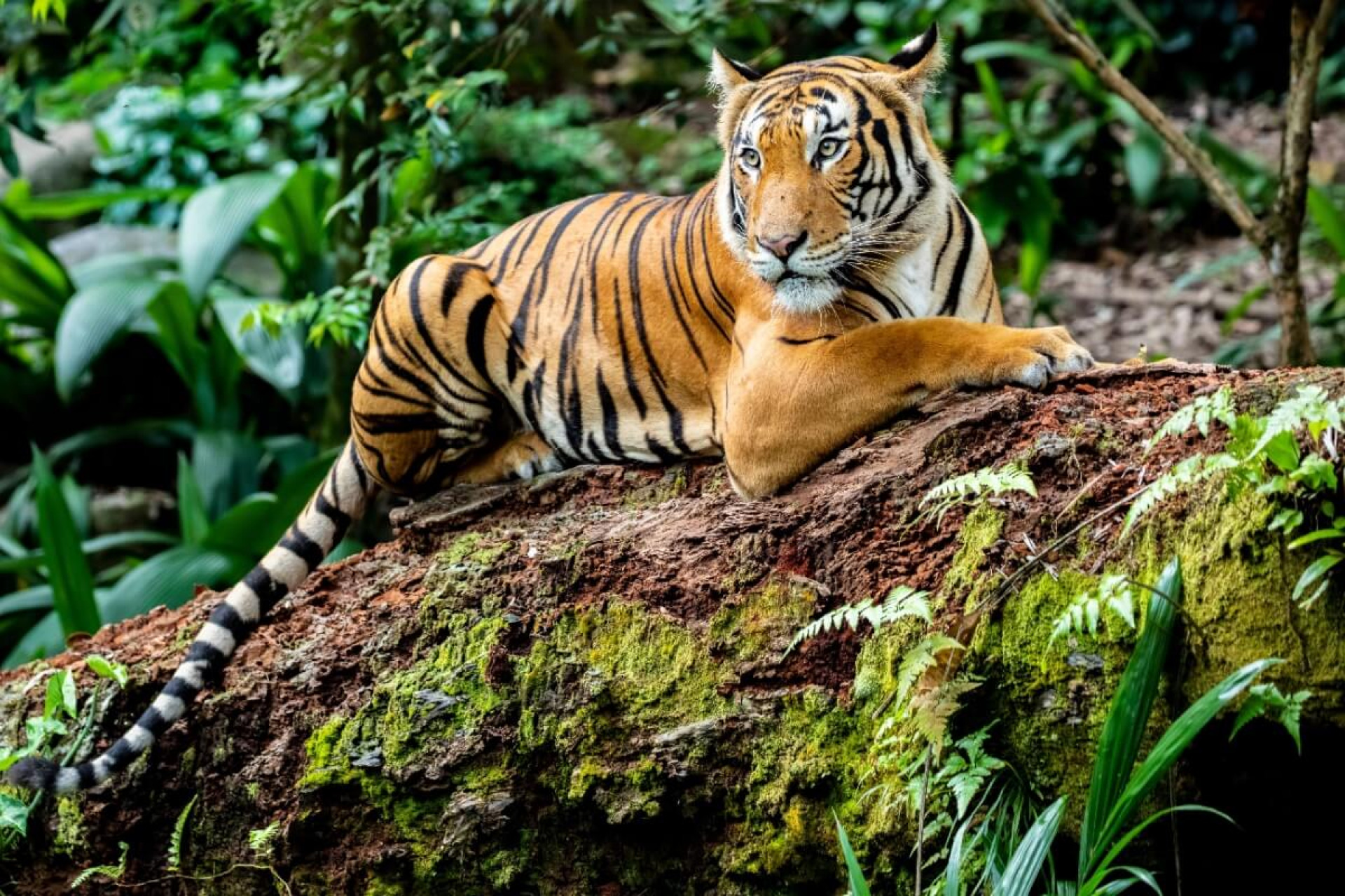 Os tigres s&atilde;o verdadeiros s&iacute;mbolos de for&ccedil;a, beleza e mist&eacute;rio (Imagem: Danny Ye | Shutterstock)