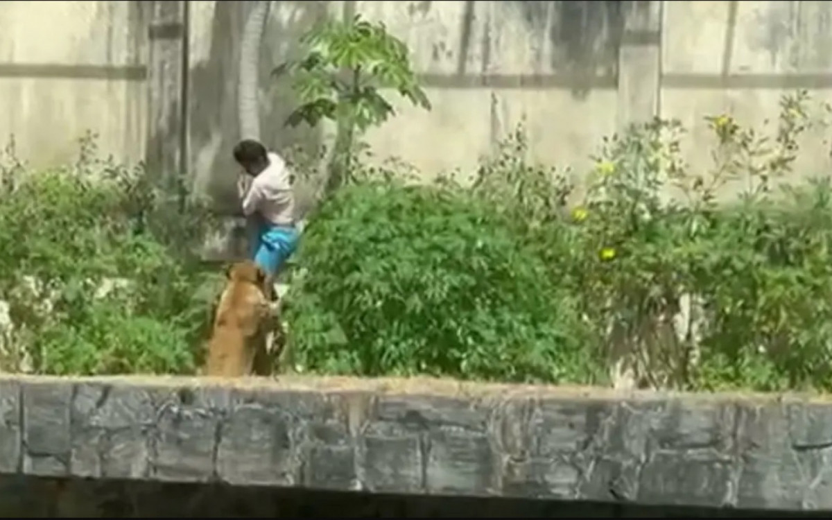 Homem morre após entrar na jaula dos leões em João Pessoa; zoológico é interditado