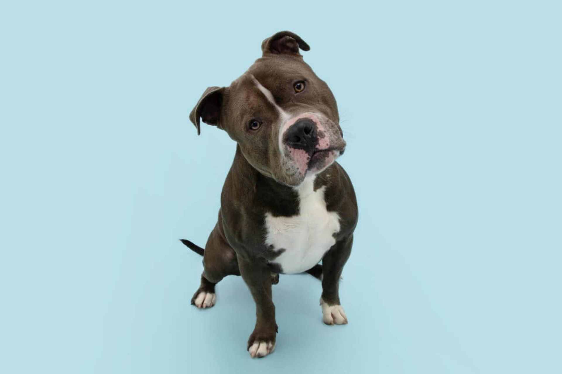 O nome ?Nuvem? é perfeito para cachorros que parecem sonhar acordados e têm um olhar tranquilo e introspectivo (Imagem: smrm1977 | Shutterstock)