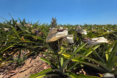 Região norte do Rio tem força produtiva do abacaxi em nível nacional