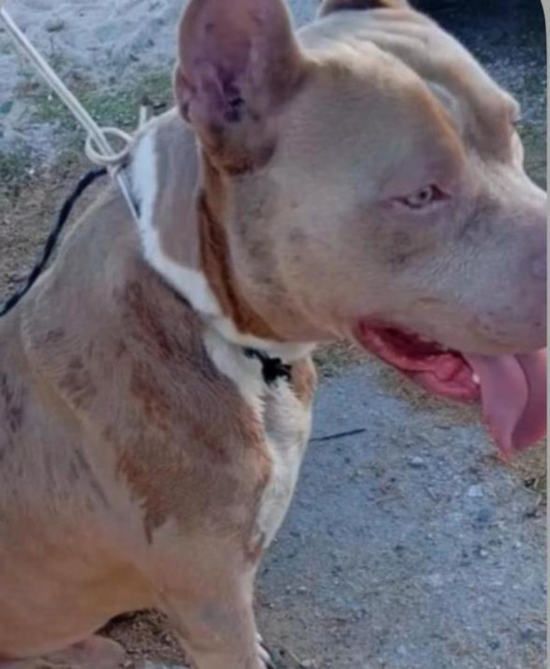 Momento do ataque dentro da sorveteria, quando a tutora tenta proteger o Yorkshire e acaba ferida