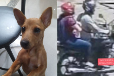 Família oferece recompensa de R$ 500 por cadela levada por casal na Zona Norte