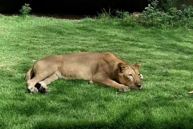 'Ela fez apenas o que uma leoa faz', diz bióloga sobre ataque a jovem que invadiu jaula de zoológico