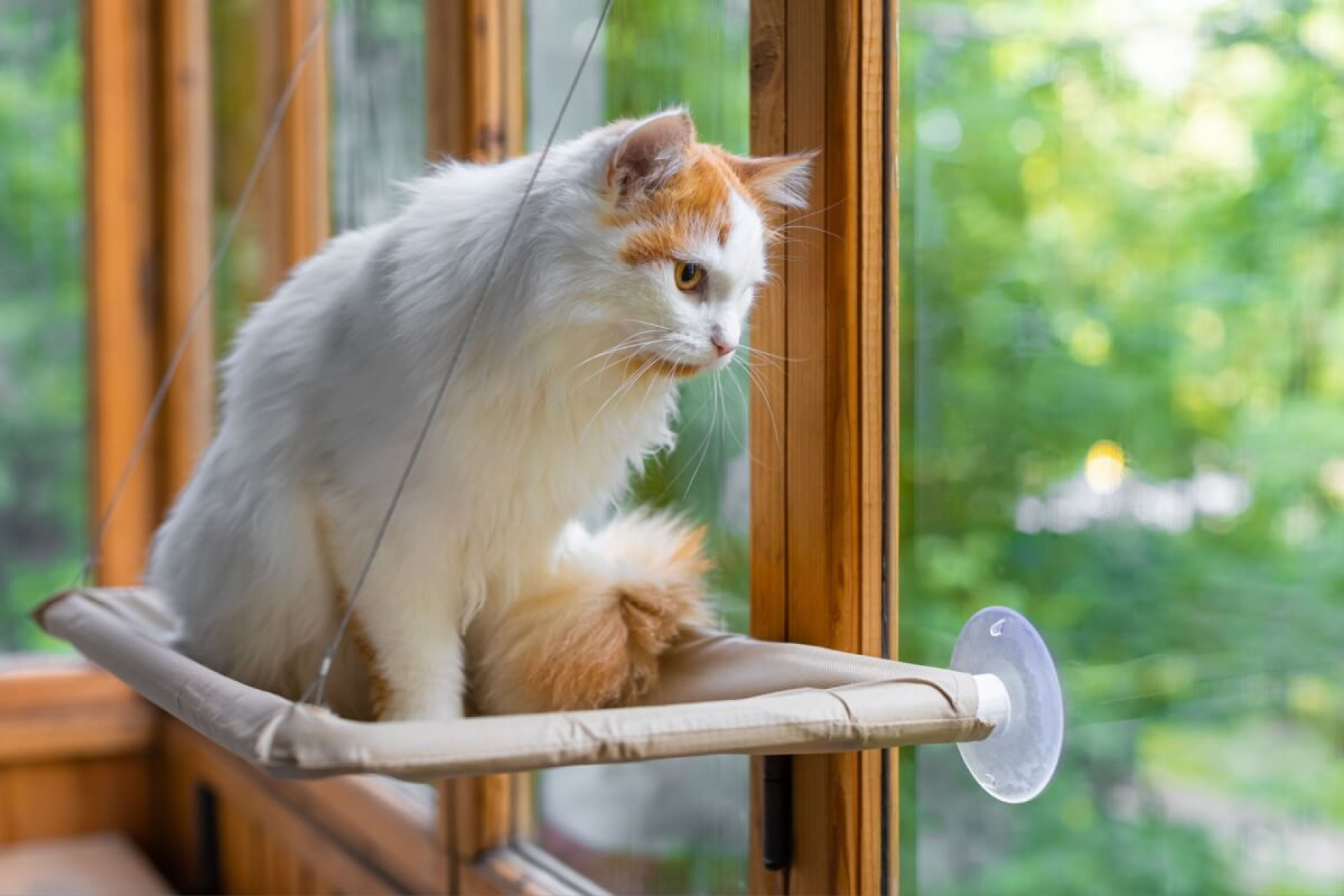 Há nomes perfeitos para gatos distraídos (Imagem: Oleg Opryshko | Shutterstock) 