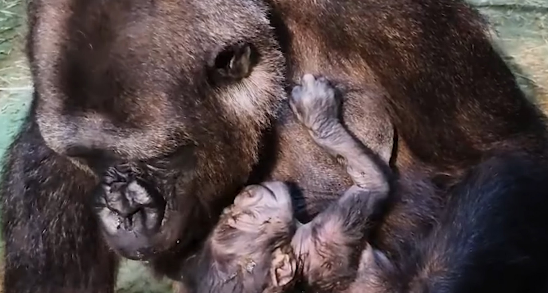 Gorila Wefa com seu filhote - Divulgação / Bioparque de Fuengirola