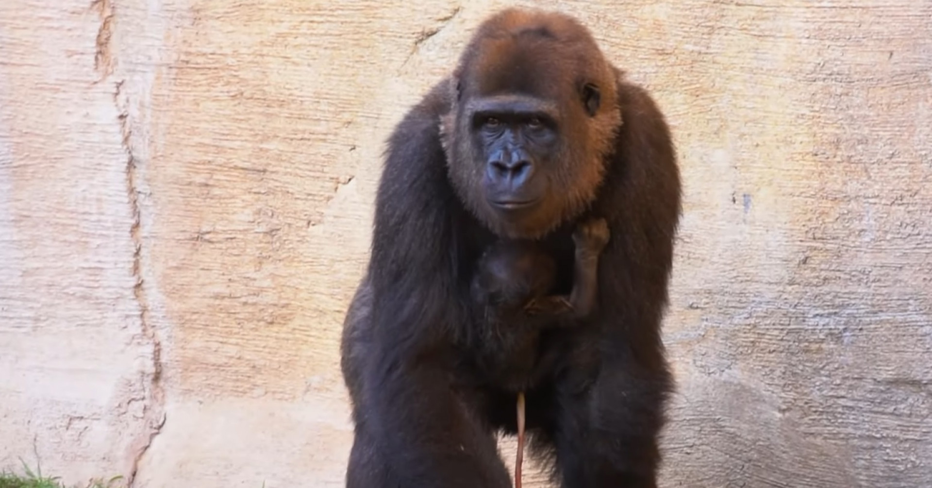 Equipe de veterinários acompanhará evolução do filhote nos próximos meses - Divulgação / Bioparque de Fuengirola
