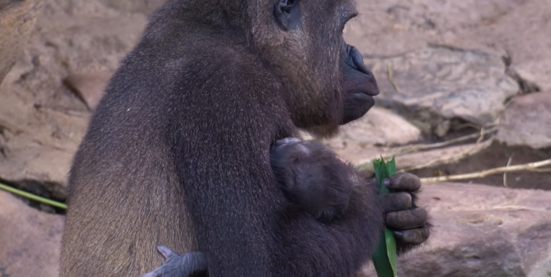 Nascimento de filhote surpreendeu visitantes do Bioparque de Fuengirola - Divulgação / Bioparque de Fuengirola