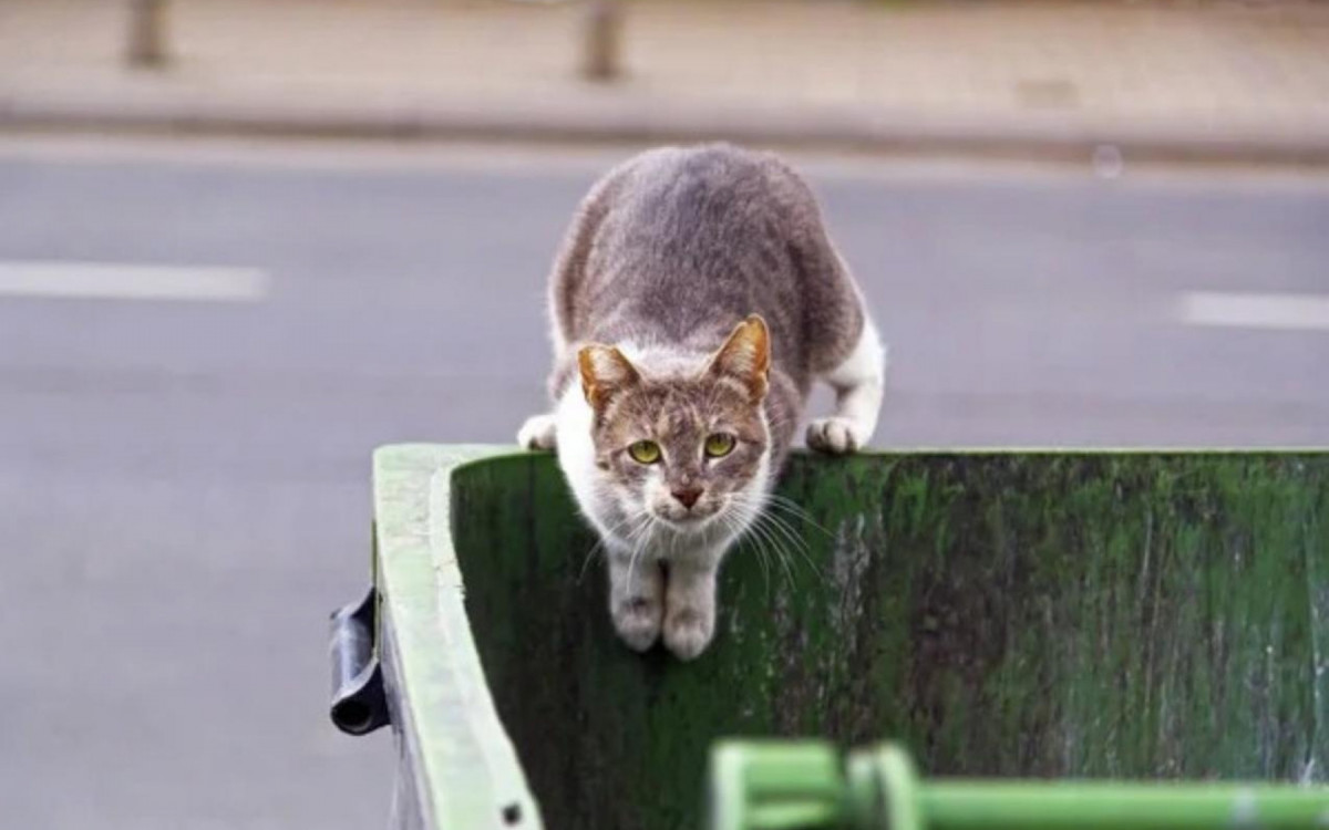 \'Dezembro Verde\' combate o abandono de animais