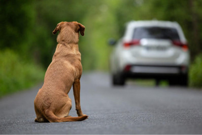 'Dezembro Verde': mobilização nacional contra o abandono e a crueldade animal ganha força em um dos meses mais críticos do ano