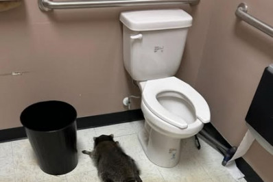 Guaxinim invade loja de bebidas alcoólicas e é encontrado 'muito embriagado' nos EUA