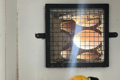 ASAS recebe 329 animais silvestres em novembro