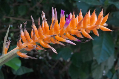 Bromélia ameaçada de extinção é descoberta no Jardim Botânico do Rio