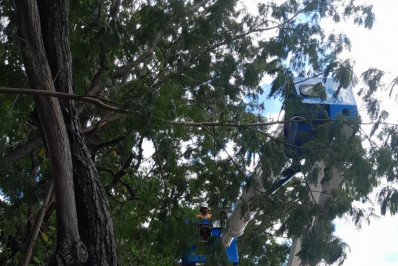 Galho com risco de queda interdita Rua Ulisses Guimarães