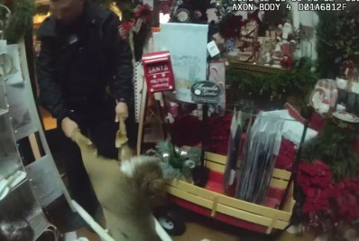 Vídeo: veado 'bêbado' invade loja, destrói objetos e é retirado pela polícia