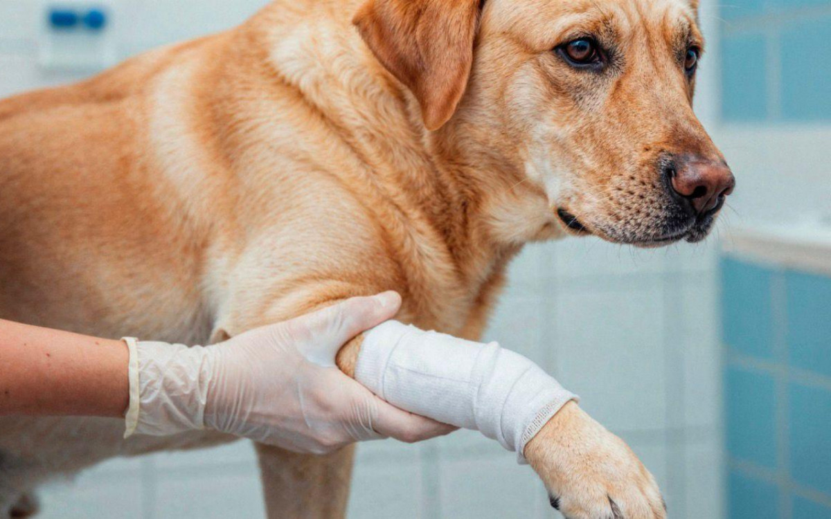 Pets costumam sofrer nos dias mais quentes