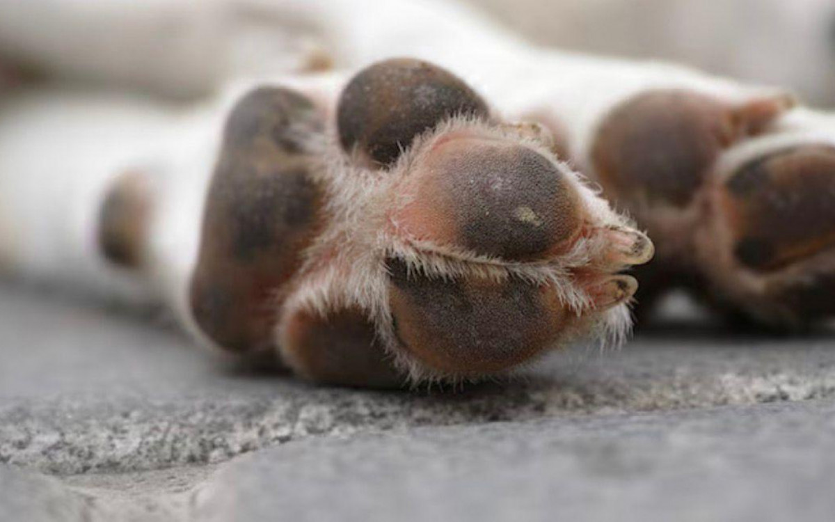 Coxins não podem ficar em contato com superfícies mais aquecidas