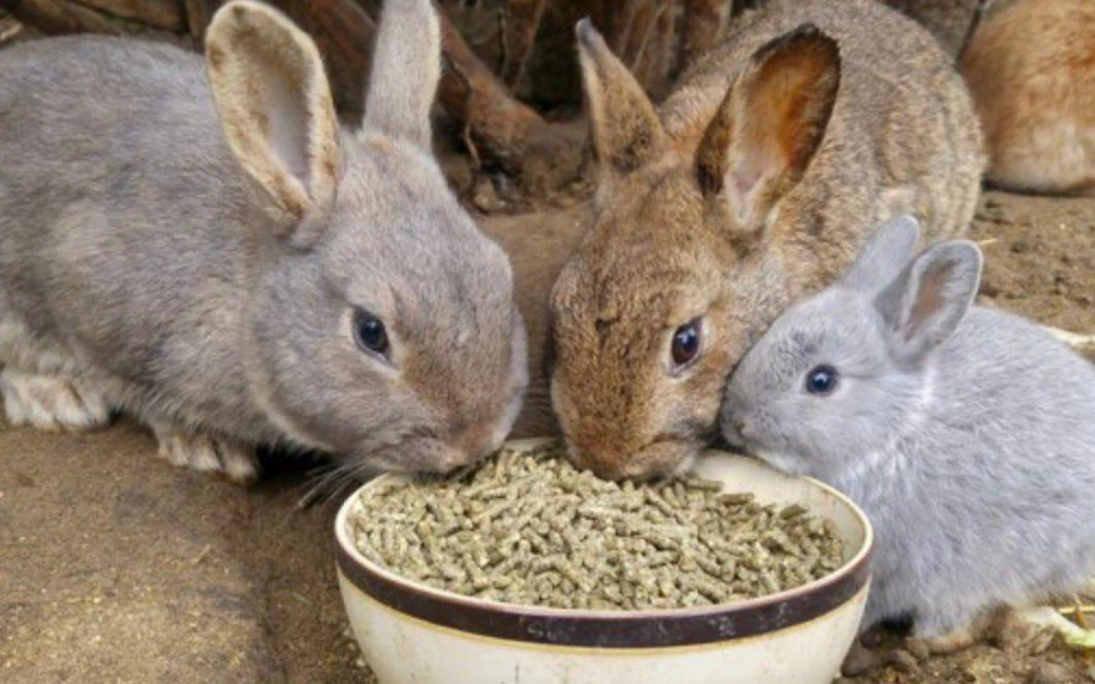 Coelhos devem comer feno, vegetais e ração nos dias quentes