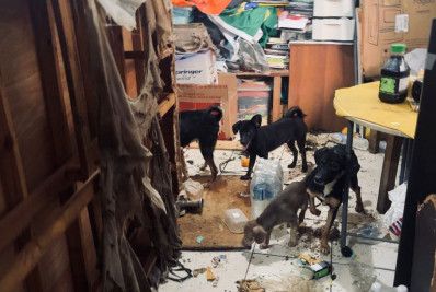 Mais de 15 cães são encontrados desnutridos e doentes em casa insalubre na Zona Oeste