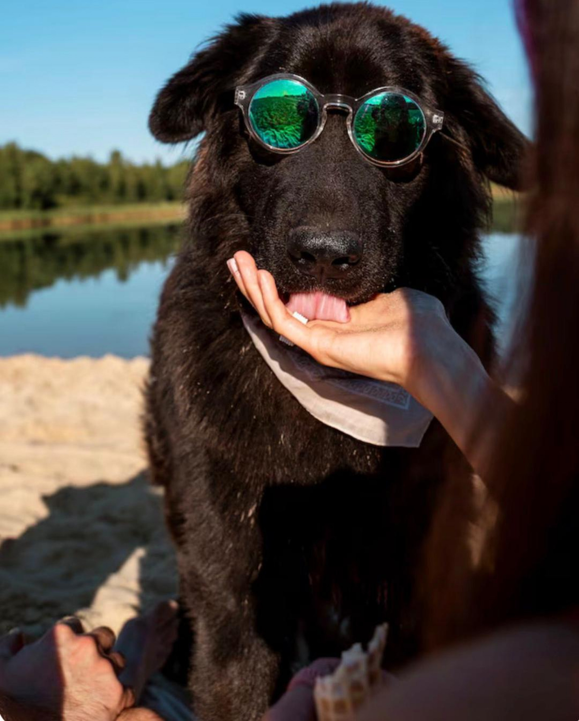 Pets costumam sofrer nos dias mais quentes