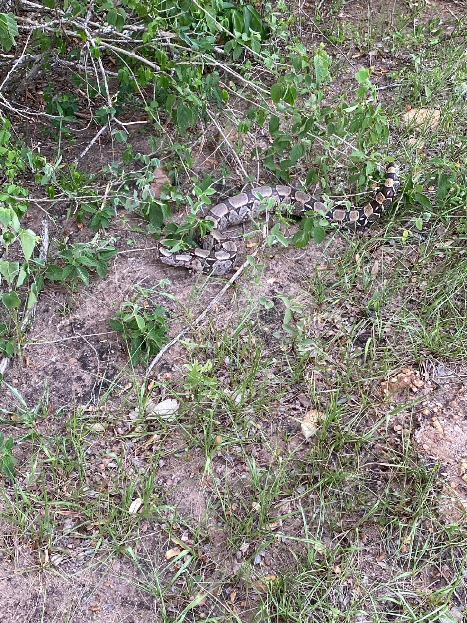 Jibóia é resgatada - Reprodução