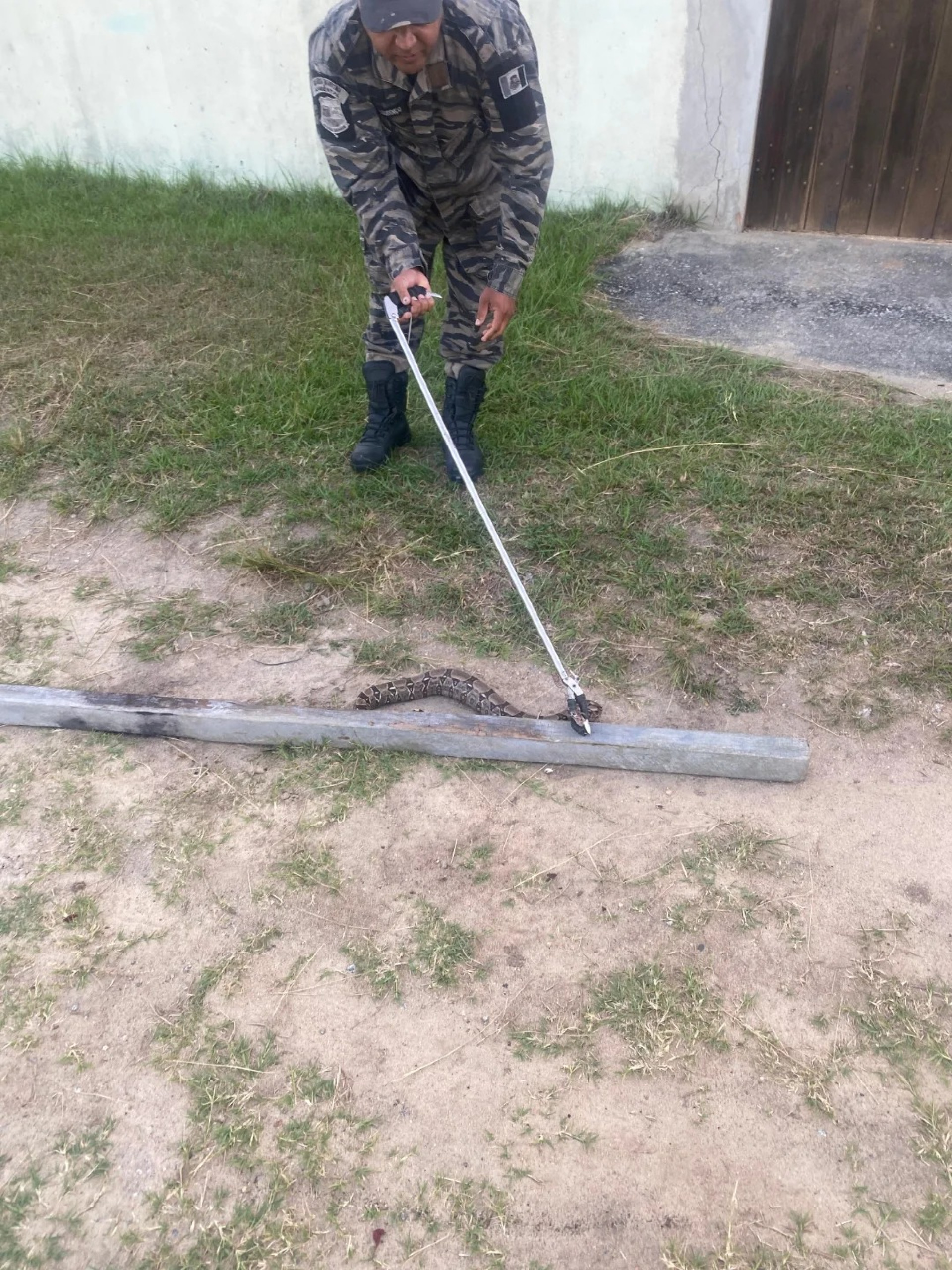 Jibóia é resgatada - Reprodução