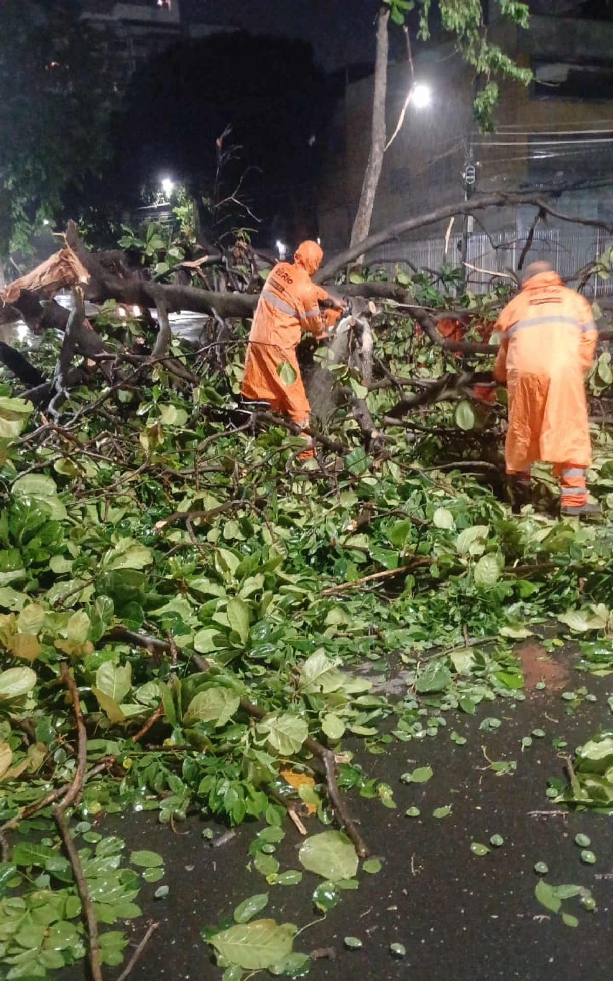 Queda de árvore na Rua Professor Eurico Rabelo - Divulgação