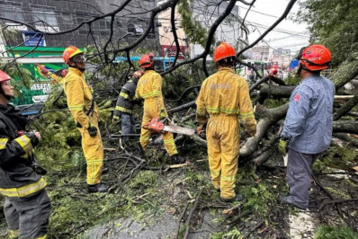 Mulher morre e outra fica ferida em queda de árvore sobre ponto de ônibus na Grande SP