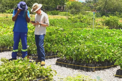 Viveiro Florestal da Cedae em Itaperuna tem capacidade para 250 mil mudas/ano