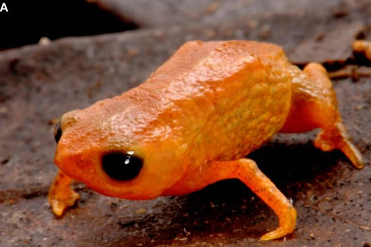 Espécie foi encontrada na floresta da Serra do Quiriri