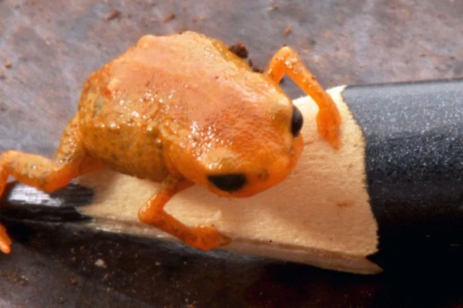 Ap&oacute;s a descoberta, o g&ecirc;nero passa a contar com 44 esp&eacute;cies reconhecidas - Luiz Fernando Ribeiro / Divulga&ccedil;&atilde;o Mater Natura