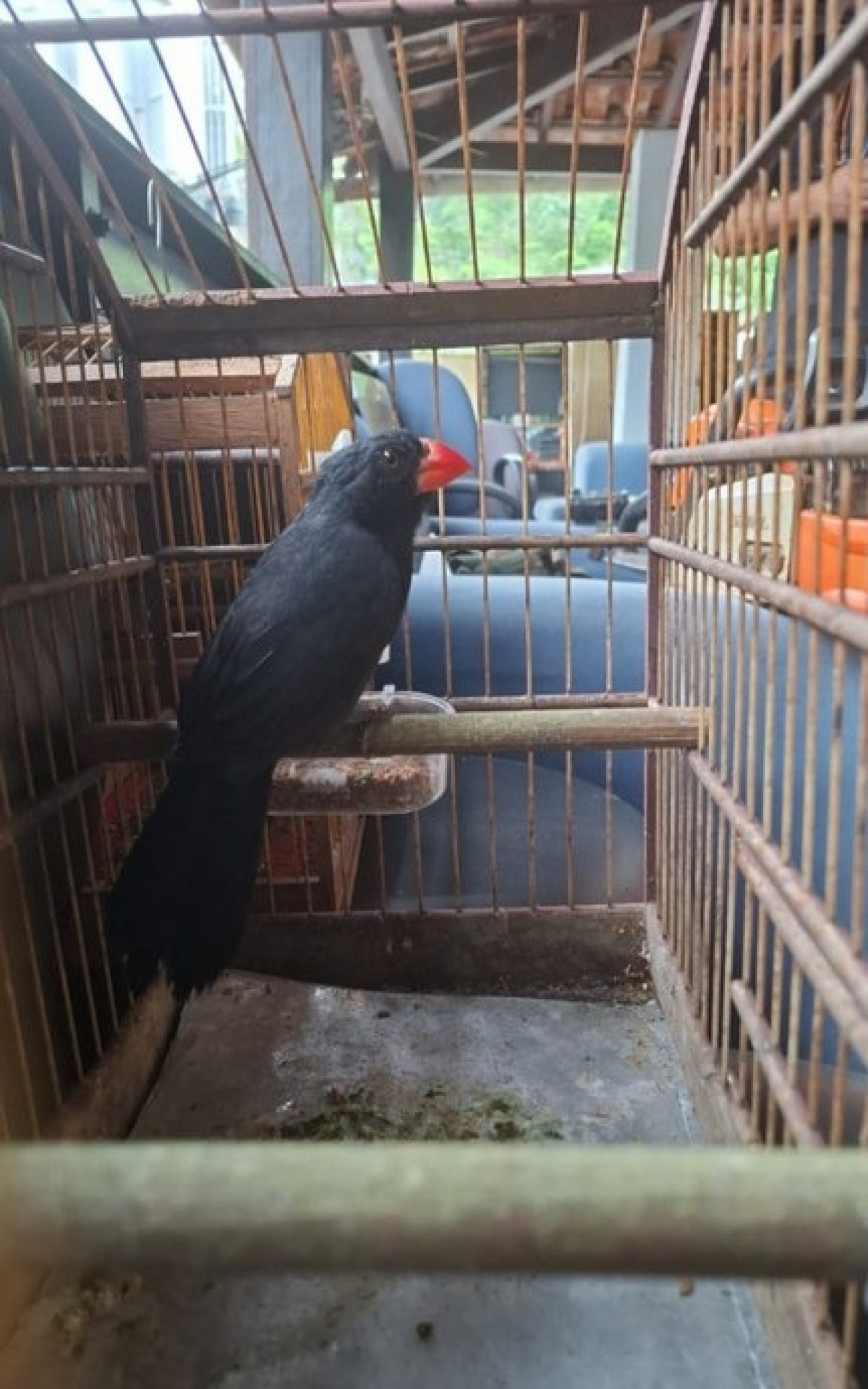 Policiais federais resgataram dois p&aacute;ssaros
 - Divulga&ccedil;&atilde;o