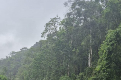 Temporal derruba árvores e interdita pista na Rio-Santos em  Angra