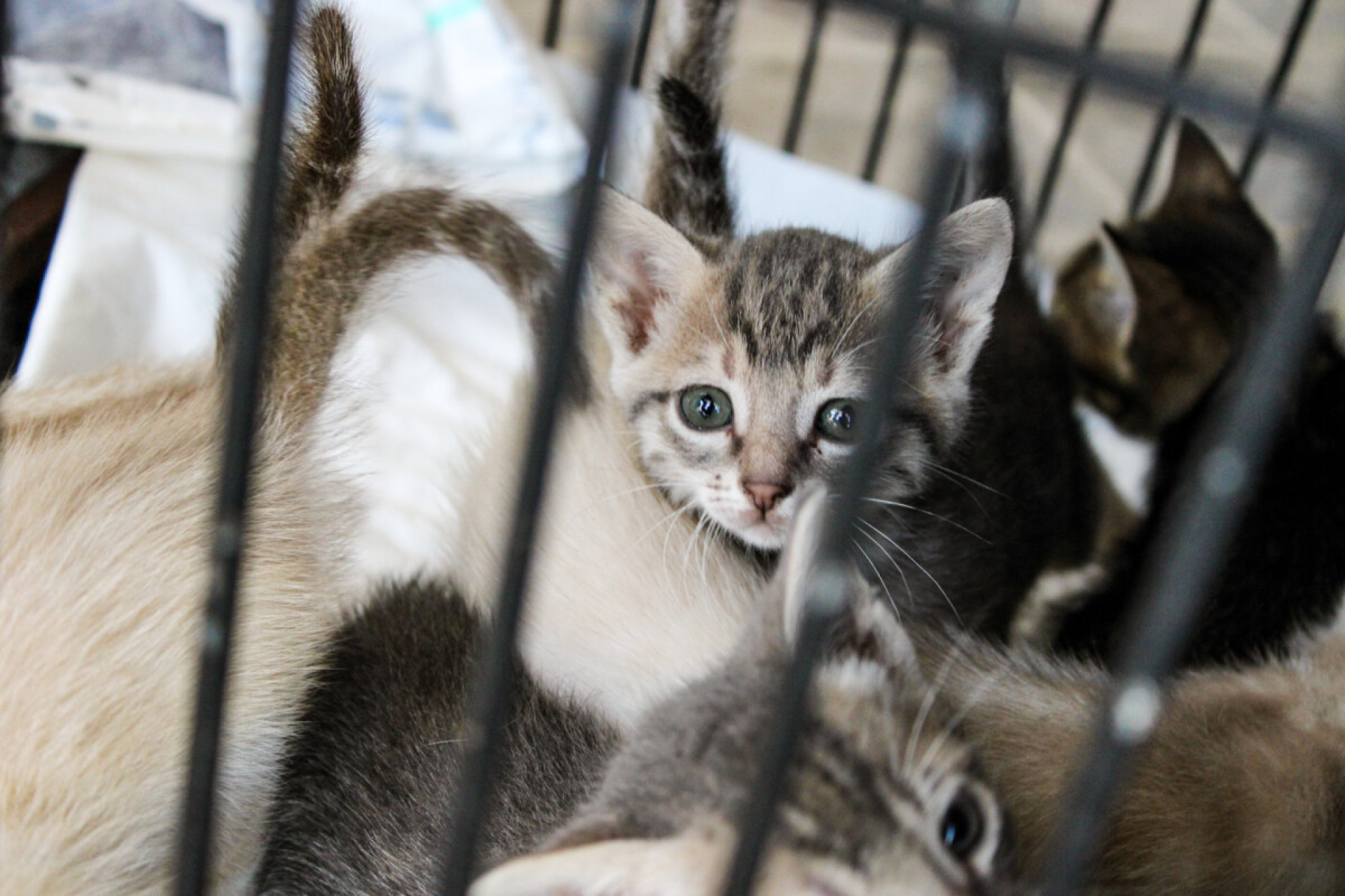 Feira de Adoção Animal - MARI