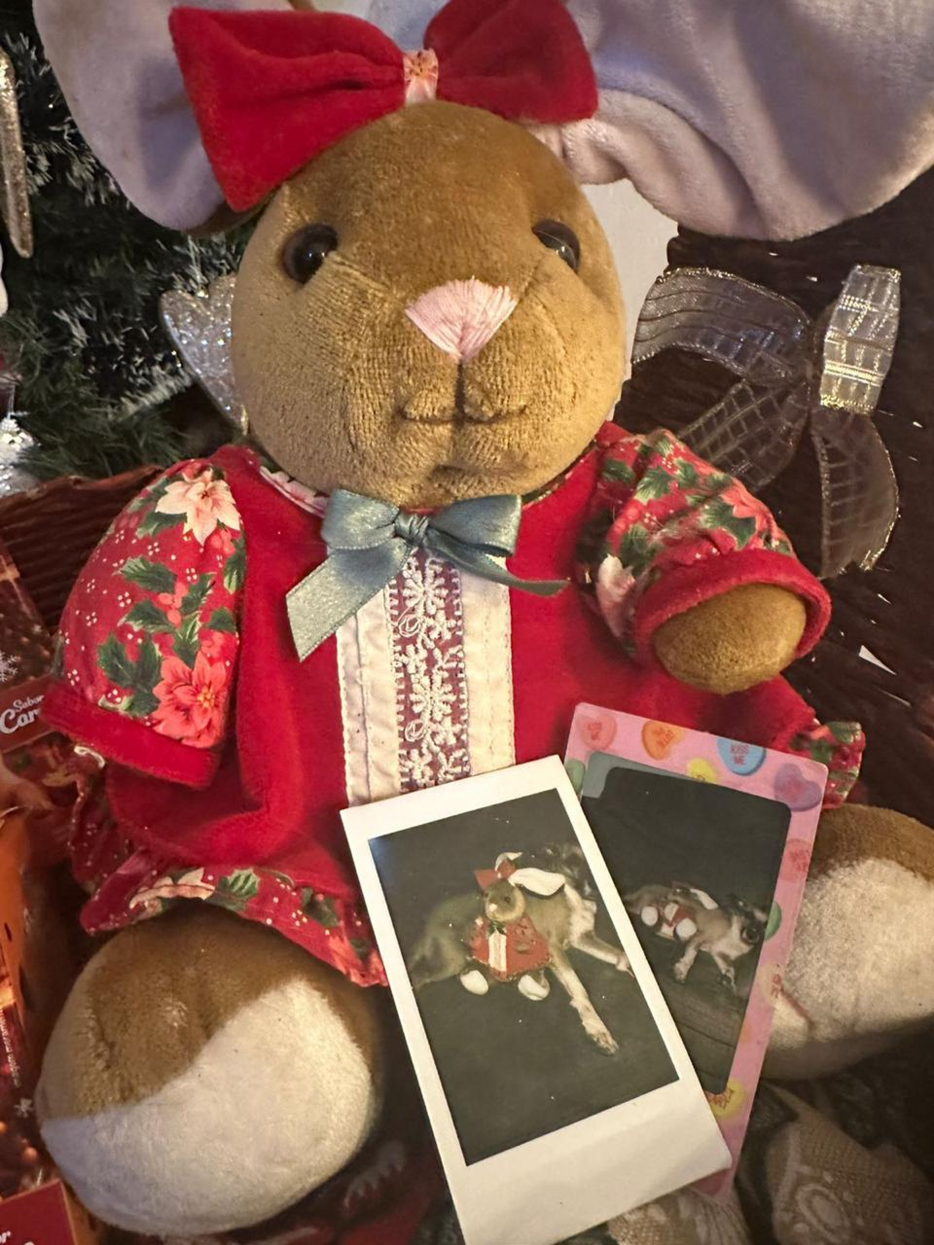 Animais abandonados são tratados com muito carinho e dignidade na ONG Ajuda Patas