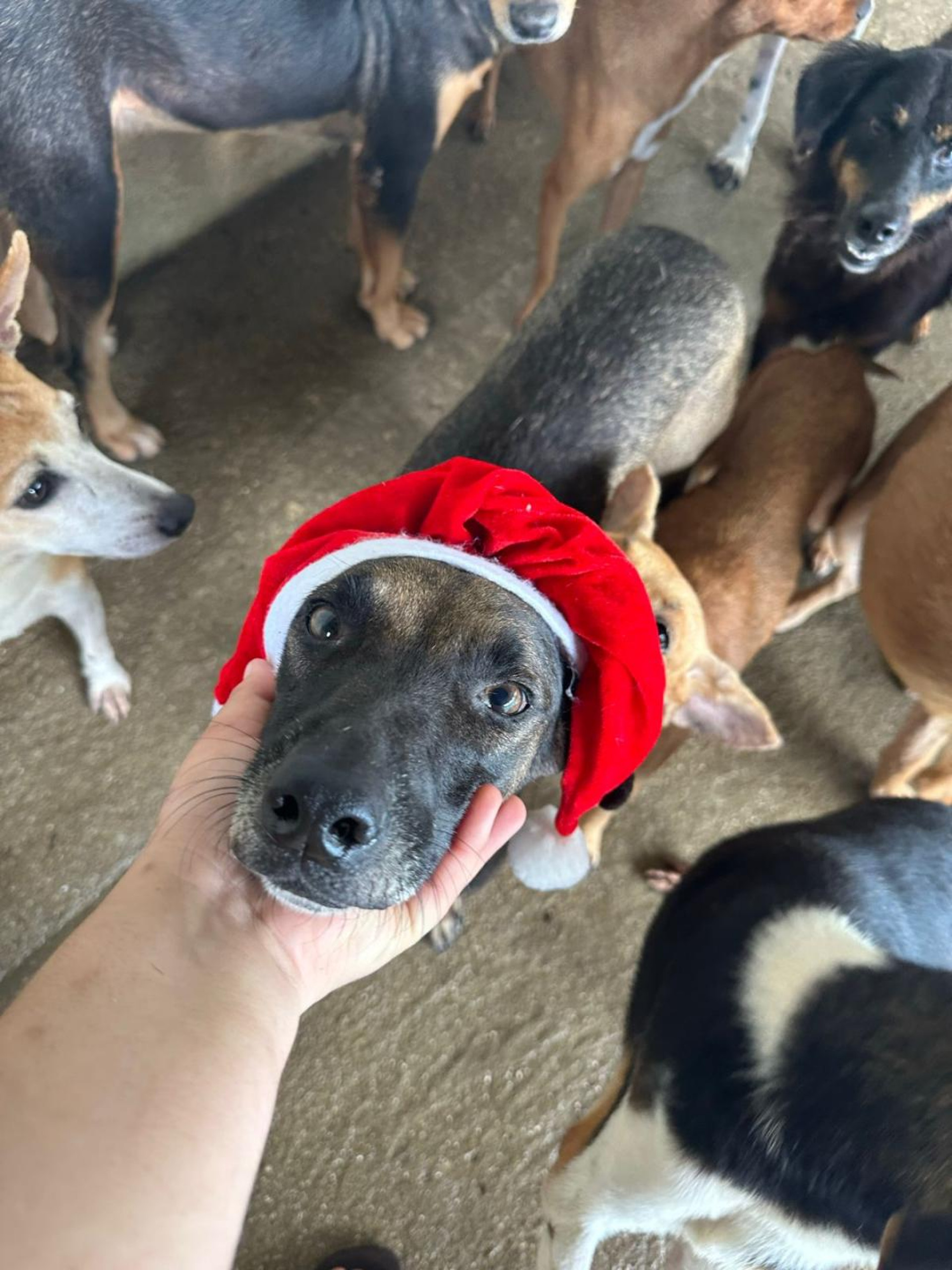 A Organização Não Governamental \'Ajuda Patas\', na Zona Oeste do Rio, acolhe animais abandonados