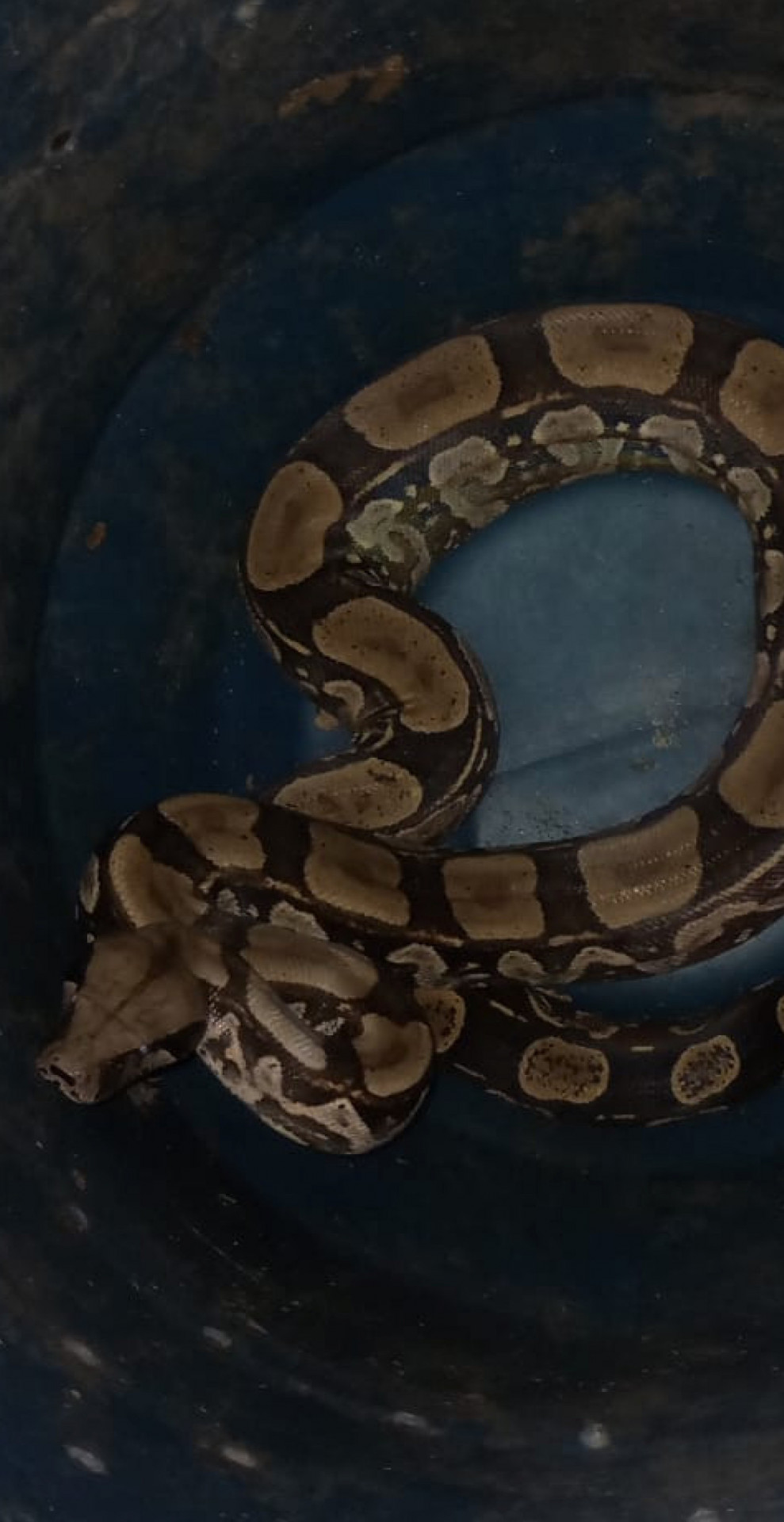 Jiboia foi capturada em casa no bairro de Itaipu, em Niterói