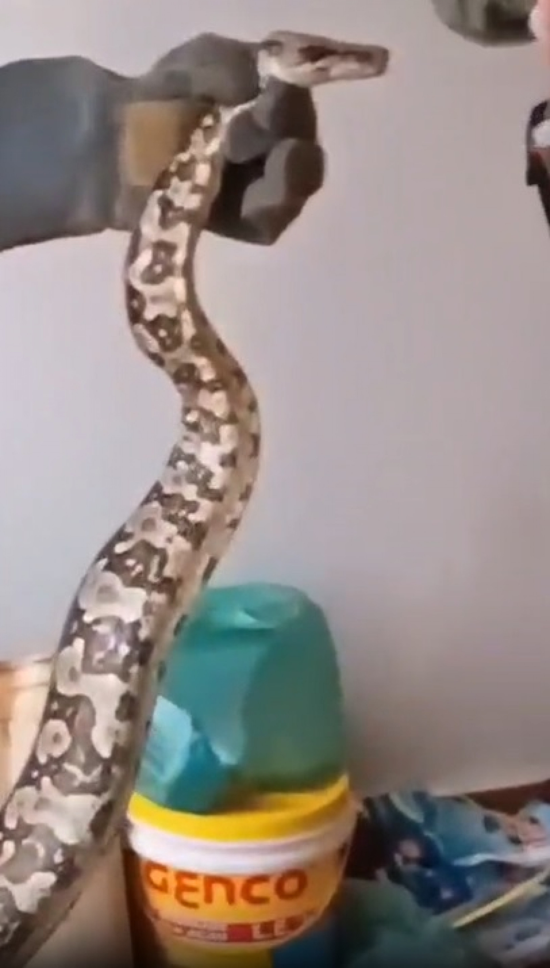 Jiboia foi capturada em casa no bairro de Itaipu, em Niterói